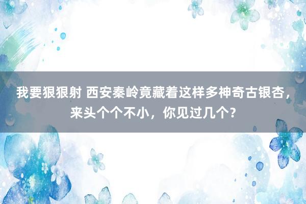 我要狠狠射 西安秦岭竟藏着这样多神奇古银杏，来头个个不小，你见过几个？