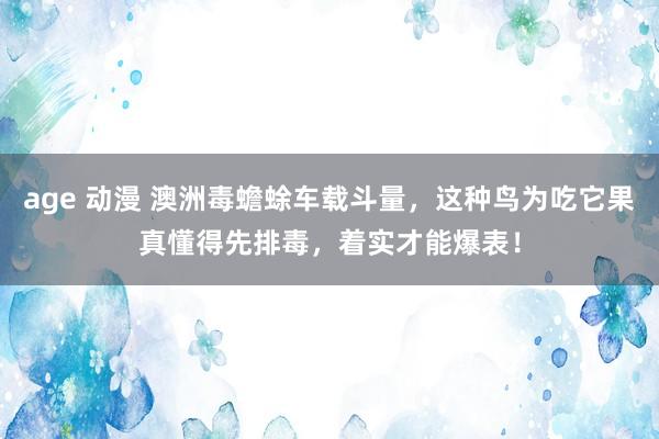 age 动漫 澳洲毒蟾蜍车载斗量，这种鸟为吃它果真懂得先排毒，着实才能爆表！